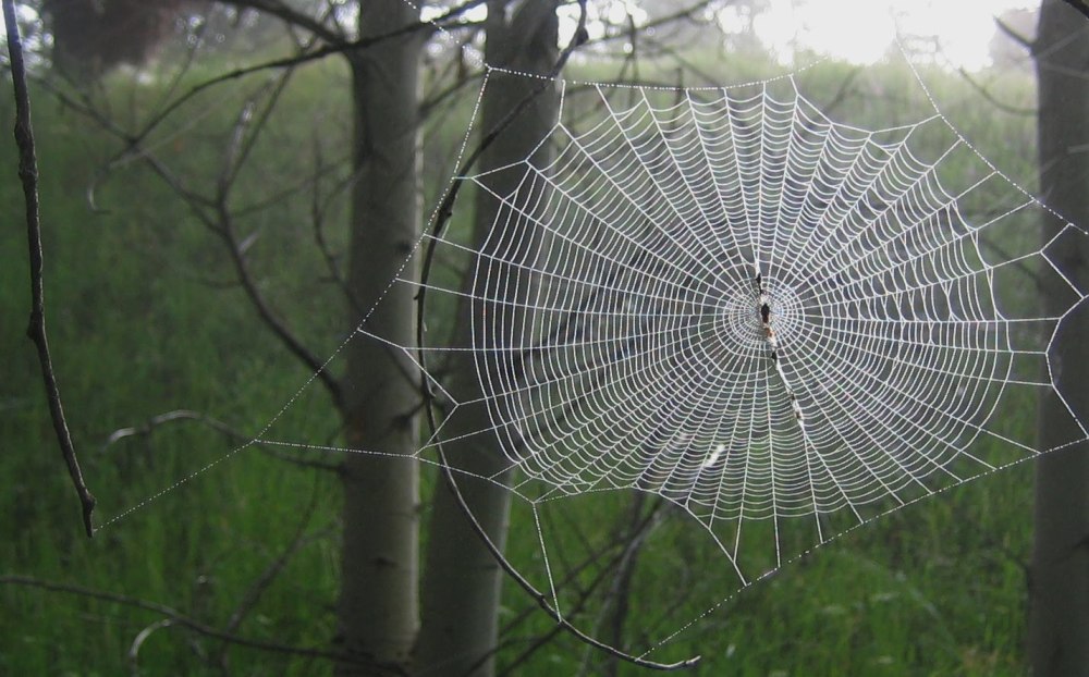 Spider-Web-Morning