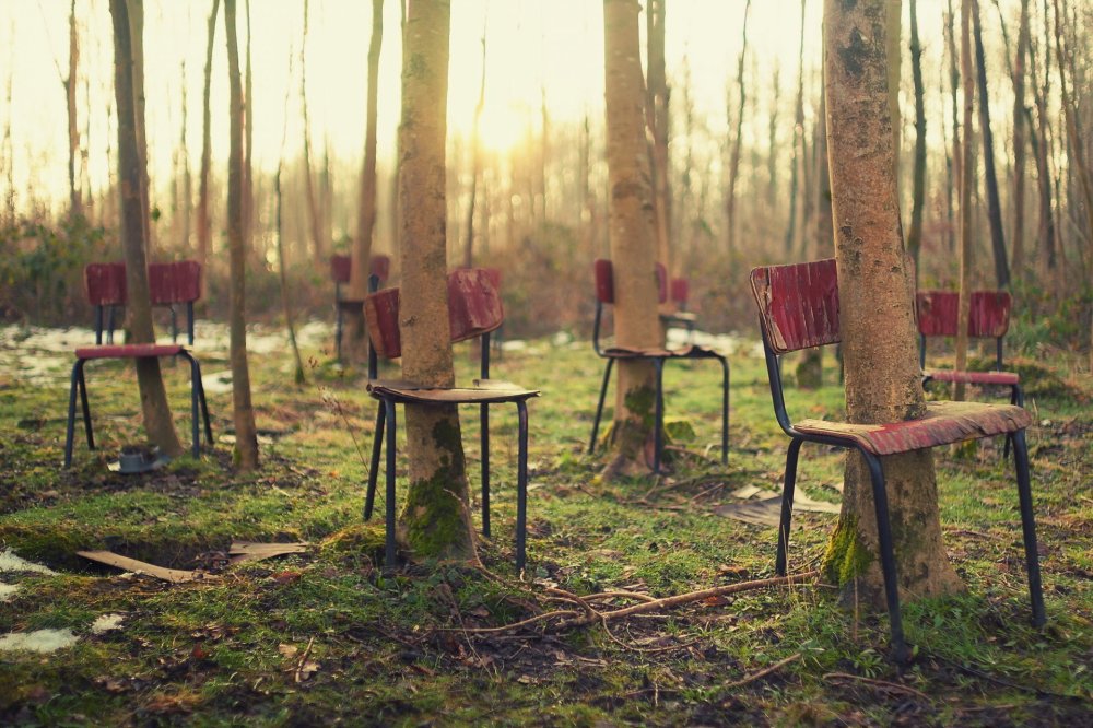 tree-chairs-forest-the-situation